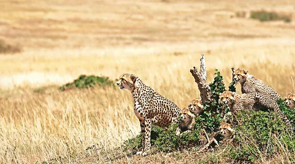 Leopard attack dog in Pune