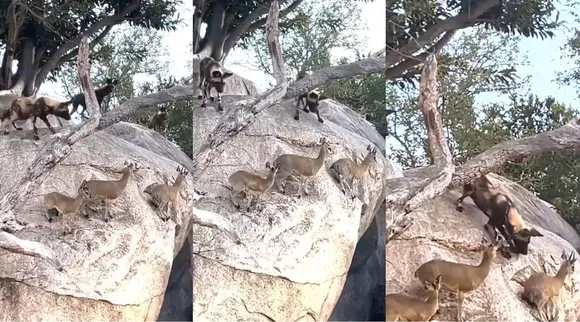 hyenas, deers great escape, deers great escape from hyenas, viral video
