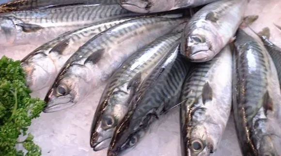 Fish Mess vs Fish Fry Which one is right How many days a week can you eat