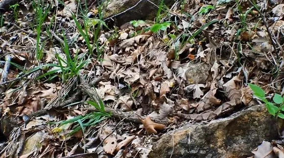 Optical Illusion, Optical Illusion Pictures, Optical Illusion Viral Picture, Optical Illusion Animal Picture, Optical Illusion Viral Photos, ஆப்டிகல் இல்யூஷன், ஆப்டிகல் இல்யூஷன் படம், ஆப்டிகல் இல்யூஷன் சவால், ஆப்டிகல் இல்யூஷன் வைரல், Optical Illusion Latest, about optical illusion,Optical Illusion photos, Optical Illusion pictures, Optical Illusion images