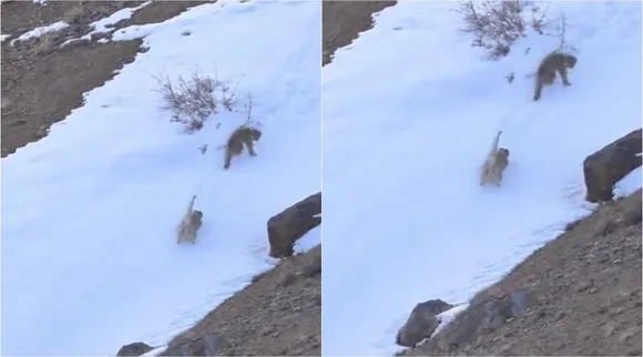 Snow Leopard couple plays scatting, snowa leopard couple plays in snow area,பனிச் சறுக்கல் விளையாடும் ஜோடி சிறுத்தைகள், நெட்டிசன்களின் இதயங்களை வென்ற வீடியோ, snow leopard plays video goes viral, viral video, snow leopard pair