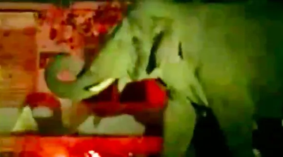 Pollachi: Komban elephant plundered coconut grove - video Tamil News