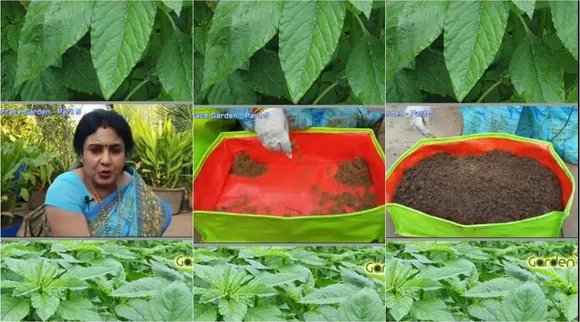 terrace garden, greens sowing, maadi thottam, terrace garden greens seeds sowing