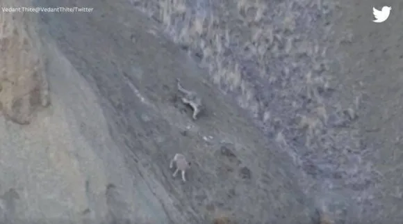 snow leopard hunts urial, snow leopard video, வாழ்வா சாவா போராட்டம், பனி சிறுத்தையின் சிலிர்க்க வைக்கும் வேட்டை, வைரல் வீடியோ, snow leopard hunting video, snow leopard in ladakh, Tamil indian express