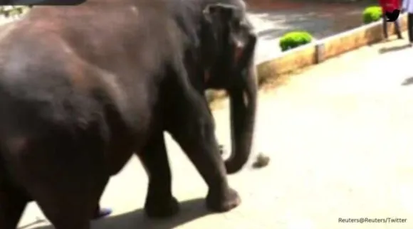 elephant plays football, mangaluru elephant plays football, karnataka, elephant video, சிறுவர்களுடன் கால்பந்து விளையாடிய யானை: வீடியோ, elephant plays football viral video, magaluru elephant