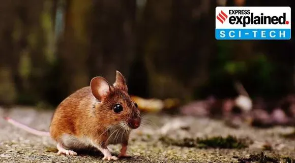scientists create mice with two biological fathers?