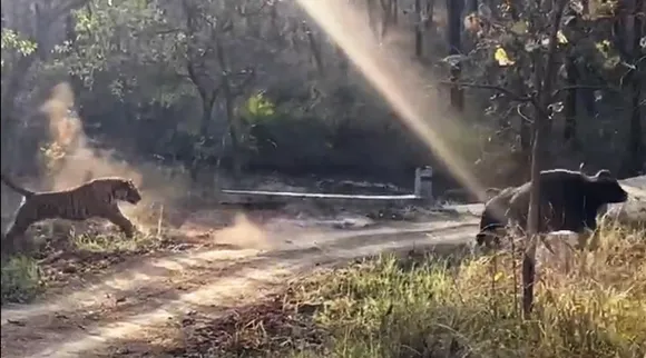 Tiger Chasing wild buffalo, Tiger Chasing wild buffalo failed video goes viral, புலிக்கு தண்ணி காட்டிய காட்டு எருமை, வைரல் வீடியோ, viral video, Tiger Chasing wild buffalo video goes viral