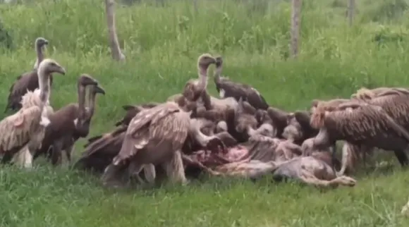 vultures eating a dead animal video, vultures viral video, eagle video, eagle viral video, காட்டில் இறந்த விலங்கை கொத்தித் திண்ணும் கழுகுக் கூட்டம், வைரல் வீடியோ, group of vultures eating a dead animal in the forest, rare information videos of vultures