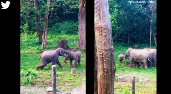 Parveen Kaswan, IFS Parveen Kaswan, Funny elephant videos, விடலை யானைகளின் விளையாட்டு சண்டை, ஐ.எஃப்.எஸ் அதிகாரி பகிர்ந்த அழகான வீடியோ, வைரல் வீடியோ, young elephants play-fighting, intervene senior elephants, young elephants play-fighting video goes viral, viral elephant videos, tamil indian express