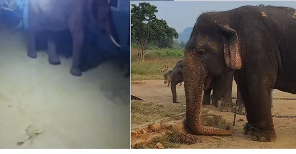 யானை