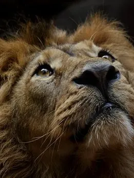 lion-3289124__340 (1)