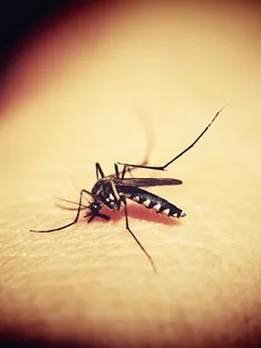 mosquitoe-1548975__340 (1)
