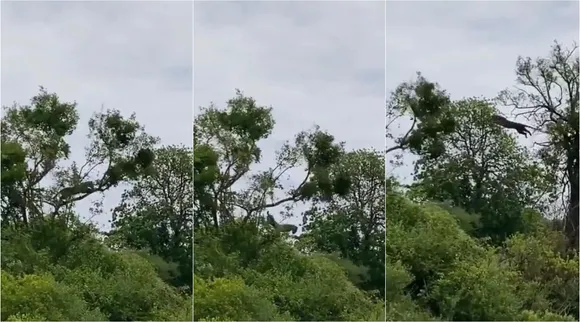 Leopard speedy versatile hunting, Leopard hunting, Leopard speedy hunting video, சிறுத்தை வேட்டைனா இதுதான், வீடியோ பாருங்க, Leopard hunting video goes viral, viral video