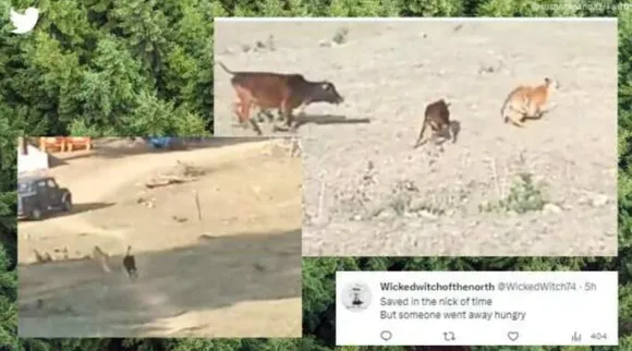 tiger chases calf, tiger chases group of cows, கன்றை காப்பாற்ற பாய்ந்து வந்த தாய்ப்பசு, புறமுதுகிட்டு ஓடிய வரி புலி, வைரல் வீடியோ, tiger escapes after cow charges at it, tiger vs cow