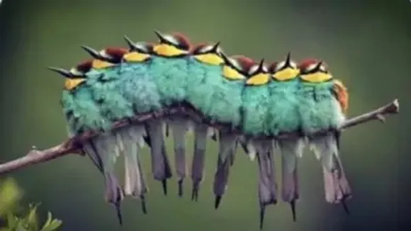 count the number of birds in this photo