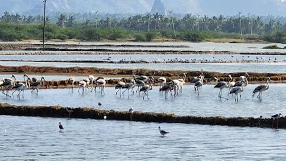 Foreign birds visiting Kanyakumari salt flats
