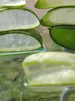 aloe-4268797__340 (1)