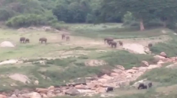 elephant viral