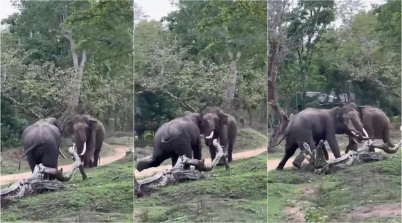 virl video, Two Elephants fighting video, Titans fights, காடு அதிரும் இடிமுழக்கம், யானைகளின் மல்யுத்த சண்டை, வைரல் வீடியோ, Titan fighting jungle thunders, elephant viral video