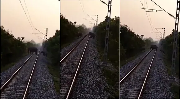 Railways and Forest Department coordination prevent accidental deaths of elephants, Elephants corssing Railway rack, காட்டு வழியே செல்லும் ரயில்பாதை, ரயிலை நிறுத்தி யானைகள் கடக்க உதவும் வனத்துறை, வைரல் வீடியோ, Railways, Forest Department, prevention accidental deaths of elephants on track video