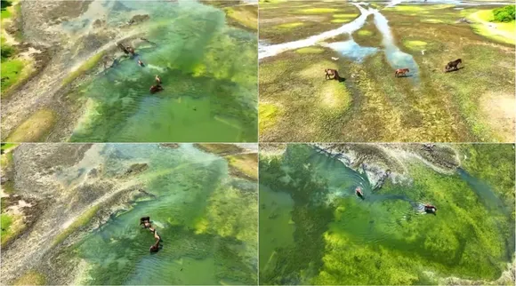 Kodikkarai wildlife and bird sanctuary, Kodikkarai Bio Diversity paradise on earth video, point Calimere, கோடியக்கரை சரணாலயத்தில் காட்டுக் குதிரைகள், ஒரு உயிரியல் பன்முக சொர்க்கம்: வீடியோ - Kodikkarai wildlife sanctuary, Bio Diversity paradise on earth video