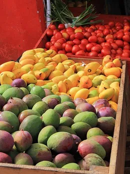 mangoes-823598_640 (1)