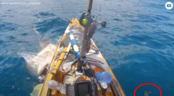 shark attack, tiger shark attacks kayak, shark video, man pushes away shark, man pushes away tiger shark, நடுக்கடலில் படகைத் தாக்கிய வரிப்புலி சுறா; அலறிய கடல் சாகசப் பயணி, வைரல் வீடியோ, man pushes away shark attacking kayak, ohau, us, indian express