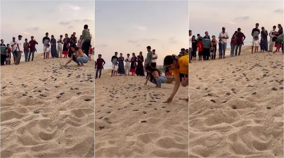 volunteers and staff release turtle, turtle hatchlings at Besant Nagar Hatchery video goes viral, turtle release video, சென்னை கடற்கரையில்... ஆமைக் குஞ்சுகளை கடலில் விடுவித்த தன்னார்வலர்கள், வைரல் வீடியோ, turtle hatchlings, Besant Nagar Hatchery