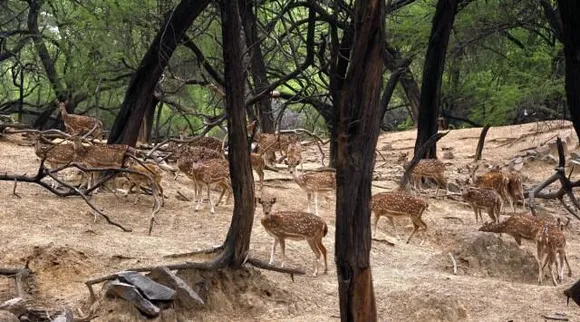 Delhis showpiece Deer Park to be shut down its deer to be shifted