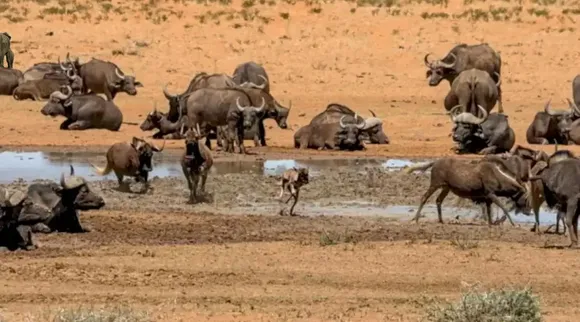 Optical Illusion, Optical Illusion Pictures, Optical Illusion Viral Picture, Optical Illusion Animal Picture, Optical Illusion Viral Photos, ஆப்டிகல் இல்யூஷன், ஆப்டிகல் இல்யூஷன் சவால், ஆப்டிகல் இல்யூஷன் வைரல், ஆப்டிகல் இல்யூஷன் படம், யானையை கண்டுபிடிக்க முடியுமா? அதிபுத்திசாலி, Optical Illusion Latest, about optical illusion,Optical Illusion photos, Optical Illusion pictures, Optical Illusion images