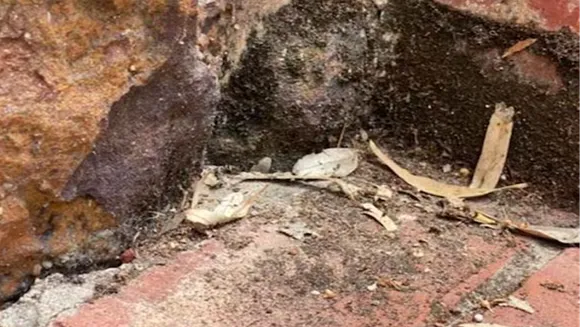 Can You Find The Hidden Snake