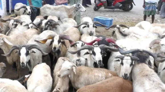 Manapparai goat market