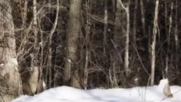 Can you spot all the animals in this image