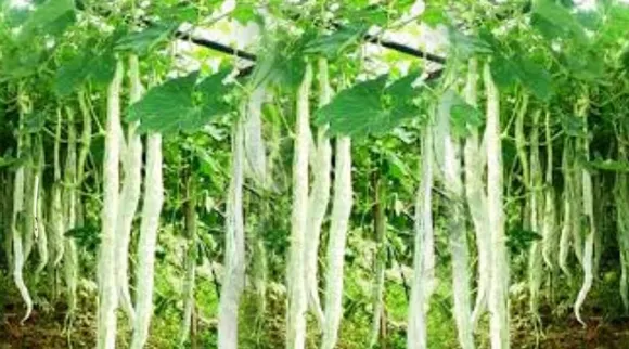 Optical Illusion, Optical Illusion Pictures, Optical Illusion Viral Picture, Optical Illusion Animal Picture, Optical Illusion Viral Photos, ஆப்டிகல் இல்யூஷன், ஆப்டிகல் இல்யூஷன் படம், ஆப்டிகல் இல்யூஷன் சவால், Optical Illusion Latest, about optical illusion,Optical Illusion photos, Optical Illusion pictures, Optical Illusion images