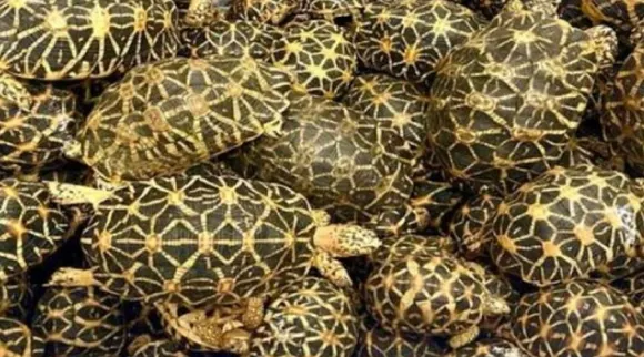 Star Turtle