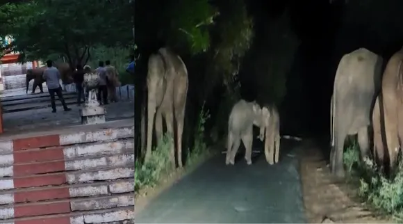 elephant marudhamalai
