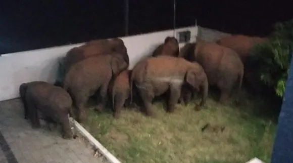 Elephants enters into hotel, Elephants enters into Green home hotel, coimbatore, thondamuthur, kuppepalaiyam, கிரீன் ஹோம் விடுதிக்குள் புகுந்த காட்டு யானைகள் கூட்டம், வைரல் வீடியோ, கோவை, குப்பே பாளையம், தொண்டாமுத்தூர், viral video, Elephants enters into Green home hotel video goes viral