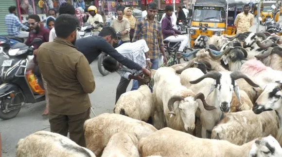 Bakrid festival coming, Bakrid, நெருங்கும் பக்ரீத் பண்டிகை, கோவையில் கலைகட்டிய ஆடு சந்தை, Bakrid, many Goats to Maket, coimbatore news