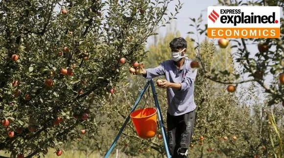 Govt removes extra import duty on US apples How it can impact domestic growers