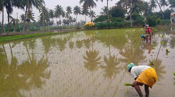 TN Delta farmers on GO to distribute kuruvai special package