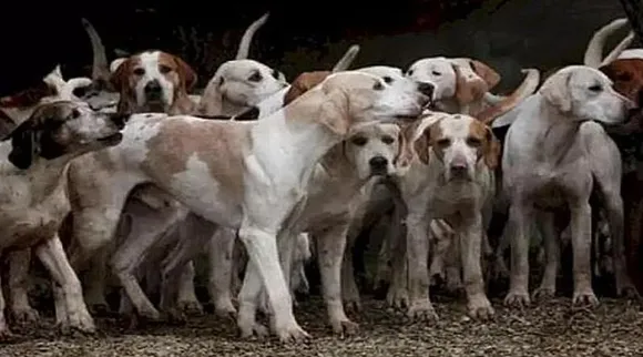 Optical Illusion, Optical Illusion Pictures, Optical Illusion Viral Picture, Optical Illusion Animal Picture, ஆப்டிகல் இல்யூஷன், ஆப்டிகல் இல்யூஷன் படம், ஆப்டிகல் இல்யூஷன் விலங்கு, ஆப்டிகல் இல்யூஷன் வைரல், ஆப்டிகல் இல்யூஷன் சவால், வைரல் படம், Optical Illusion Viral Photos, Optical Illusion Latest, about optical illusion, Optical Illusion photos, Optical Illusion pictures, Optical Illusion images