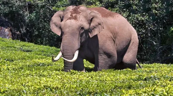 Optical Illusion, Optical Illusion Pictures, Optical Illusion Viral Picture, Optical Illusion Animal Picture, ஆப்டிகல் இல்யூஷன் படம், ஆப்டிகல் இல்யூஷன் சவால், ஆப்டிகல் இல்யூஷன், Optical Illusion Viral Photos, Optical Illusion Latest, about optical illusion,Optical Illusion photos, Optical Illusion pictures, Optical Illusion images