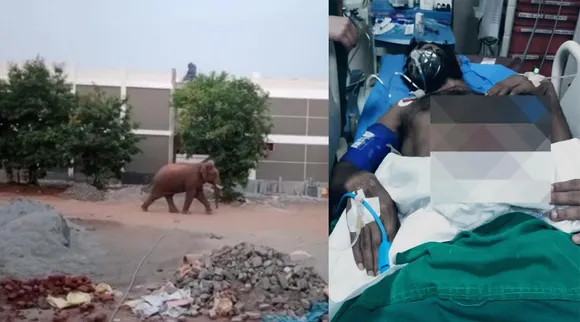 Elephant