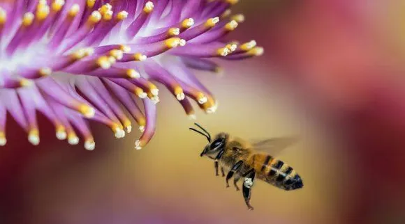 Study on Honey bees