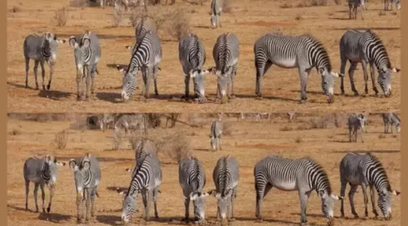 Optical Illusion, Optical Illusion Pictures, Optical Illusion Viral Picture, Optical Illusion Animal Picture, ஆப்டிகல் இல்யூஷன், ஆப்டிகல் இல்யூஷன் சவால், ஆப்டிகல் இல்யூஷன் படம், ஆப்டிகல் இல்யூஷன், Optical Illusion Viral Photos, Optical Illusion Latest, about optical illusion,Optical Illusion photos, Optical Illusion pictures, Optical Illusion images