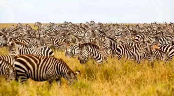 Optical Illusion, Optical Illusion Pictures, Optical Illusion Viral Picture, Optical Illusion Animal Picture, ஆப்டிகல் இல்யூஷன், ஆப்டிகல் இல்யூஷன் படம், ஆப்டிகல் இல்யூஷன் விலங்கு, ஆப்டிகல் இல்யூஷன் வைரல், ஆப்டிகல் இல்யூஷன் சவால், வைரல் படம், Optical Illusion Viral Photos, Optical Illusion Latest, about optical illusion, Optical Illusion photos, Optical Illusion pictures, Optical Illusion images