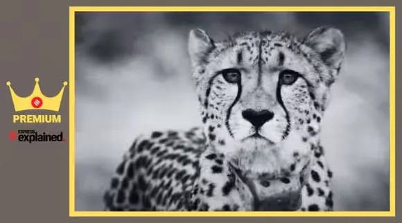 Kuno National Park cheetah dies