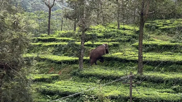 Magna Elephant left in Valparai area