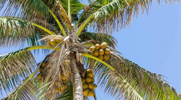 Coconut leaf drinking straw