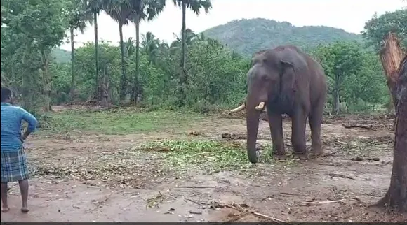 Elephant